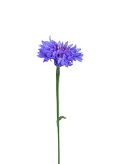 Image showing Garden cornflower