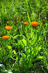 Image showing Pot marigold (Calendula officinalis)