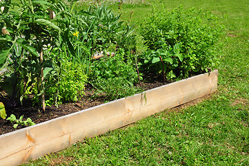 Image showing Raised bed with herbs