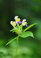 Image showing Large-flowered hemp-nettle (Galeopsis speciosa)