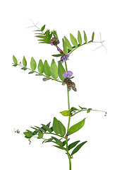 Image showing Bush vetch (Vicia sepium)