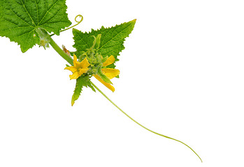 Image showing Cucumber flower