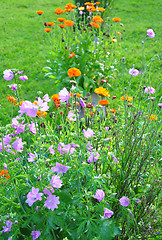 Image showing Flower bed