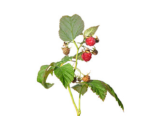 Image showing Raspberry (Rubus idaeus)