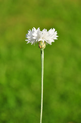 Image showing Garden cornflower