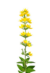 Image showing Spotted loosestrife (Lysimachia punctata)