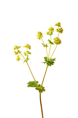 Image showing Velvet ladys mantle (Alchemilla monticola)