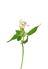 Image showing Large-flowered hemp-nettle (Galeopsis speciosa)