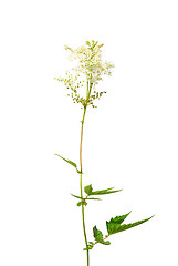 Image showing Meadowsweet (Filipendula ulmaria)