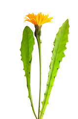 Image showing Rough hawkbit (Leontodon hispidus)