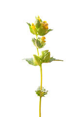 Image showing Yellow rattle (Rhinanthus minor)