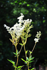 Image showing Meadowsweet (Filipendula ulmaria)