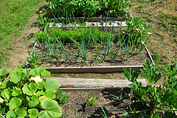 Image showing Organic garden