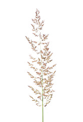 Image showing Purple reedgrass (Calamagrostis arundinacea)