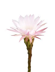 Image showing Cactus flower