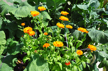 Image showing Mixed cultivation with Calendula