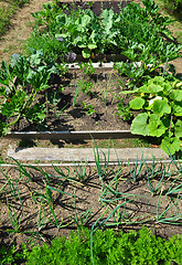 Image showing Organic garden