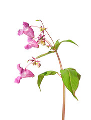 Image showing Himalayan balsam (Impatiens glandulifera)