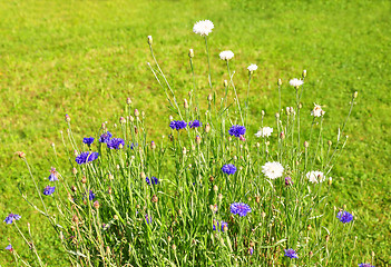 Image showing Garden cornflowers