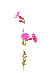 Image showing Red campion (Silene dioica)