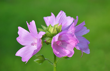Image showing Mallow flower