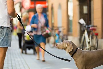 Image showing Guy with dog on leash.