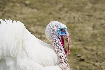 Image showing Turkey cock