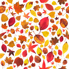 Image showing Leaves wallpaper