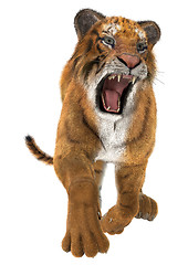 Image showing Hunting Tiger