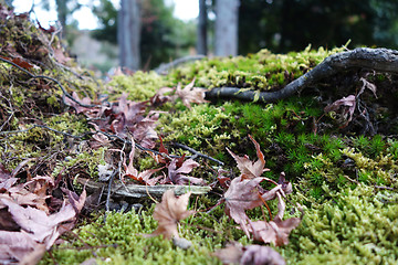 Image showing Maple leaf resting on a moss covered rock