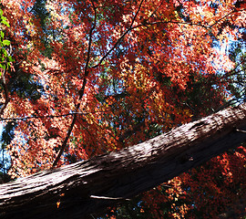 Image showing Autumn red maple leaves