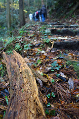 Image showing Trekking trail leading through jungle