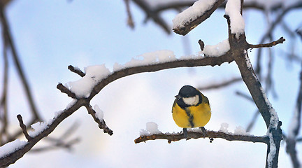 Image showing Great Tit (Parus major) in winter time