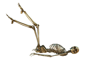 Image showing Human Skeleton