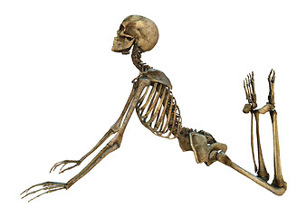 Image showing Human Skeleton