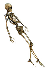 Image showing Human Skeletong