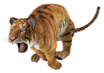 Image showing Jumping Tiger