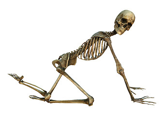 Image showing Human Skeleton