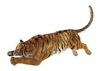 Image showing Jumping Tiger
