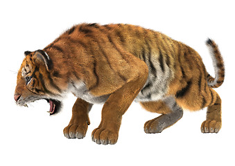 Image showing Angry Tiger