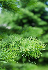 Image showing Young shoots on the branches of spruce, close-up