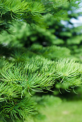 Image showing Young shoots on the branches of spruce, close-up