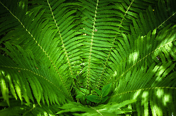 Image showing Fern leaves, the close up 