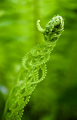 Image showing Fern leaves, the close up 