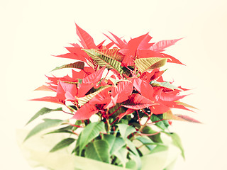 Image showing Poinsettia Christmas star