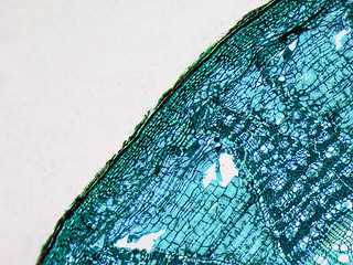 Image showing Tilia stem micrograph