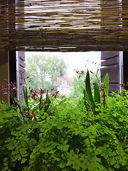 Image showing Green plants decorating a rustic style window