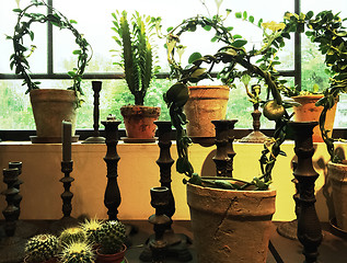Image showing Green plants in clay pots decorating a window
