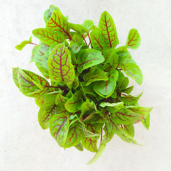 Image showing Fresh green sorrel leaves