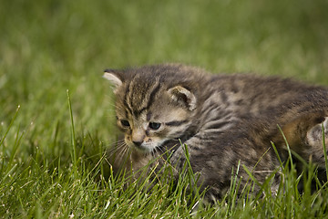 Image showing kitty